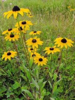 Black-Eyed Susan