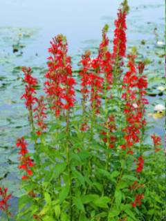 Cardinal Flower