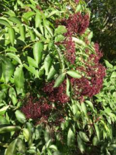 Wild Elderberry