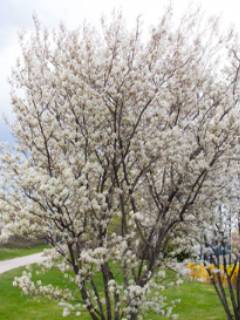 Allegheny Serviceberry